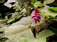 Flowers 1 River Walk